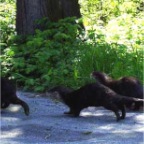 riverotters_3