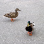 dacks_walk