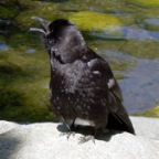 karasu