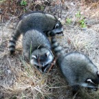 racoonbaby1091206