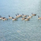 canadageeseswimming