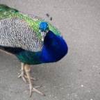 peacock