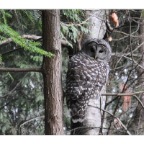 owl
