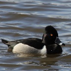 ring-necked-duck