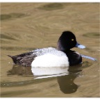 Lesser-scaup