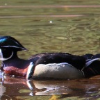 wood-duck-exp