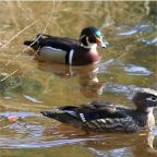 duck