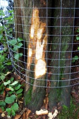 beaber_tree