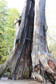hollowtree2