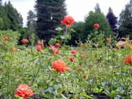 rose
