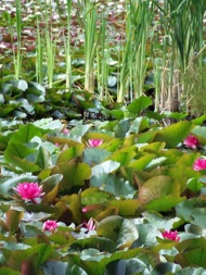 water_lily_2