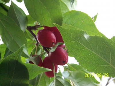 apple