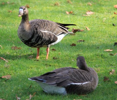 geese