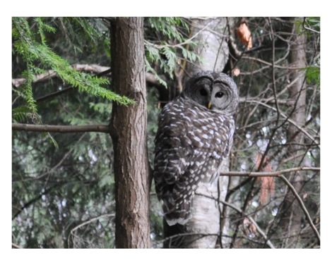 owl