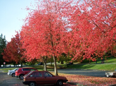 red-leaves