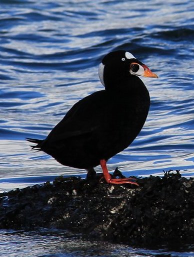 surf-scoter